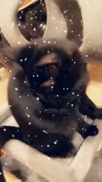 My black cat 🐈⬛ Siberian kitty 🐈⬛ 5 months old here! Onyx kitty 🐈⬛ смотреть онлайн