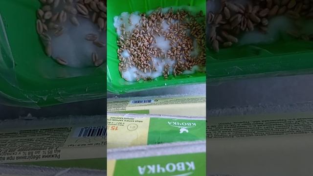як виростити дома траву смотреть онлайн