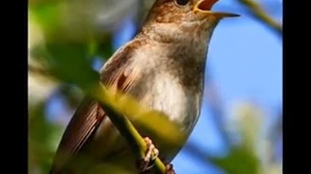Звуки природы для детей Соловьи смотреть онлайн
