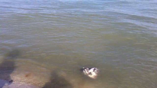 Рыбалка Сырдарья Баиркум 17,03,2012