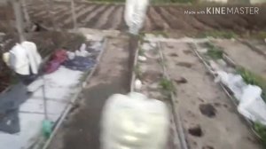 РУЧНОЙ ОКУЧНИК посадка картошки на карантине  ###подпишись###