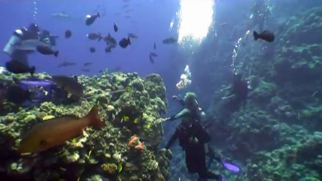 Diving Osprey Reef Raging Horn Shark Attract