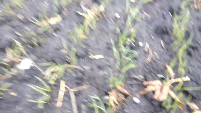 Всходы пшеницы богдана смотреть онлайн