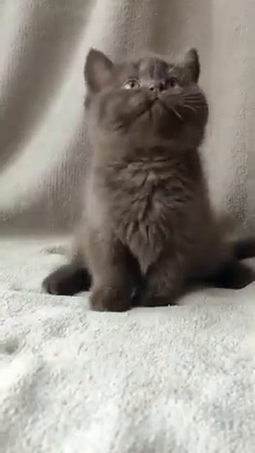 Шоколадная красотка Dakotta. NFS