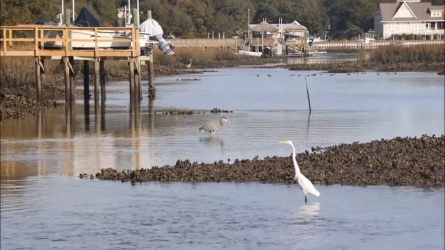Time Lapse of an Egret December 5, 2017 20 FPS Canon EOS 80D смотреть онлайн