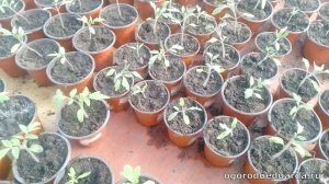 Когда высаживать рассаду в теплицу и открытый грунт в Подмосковье