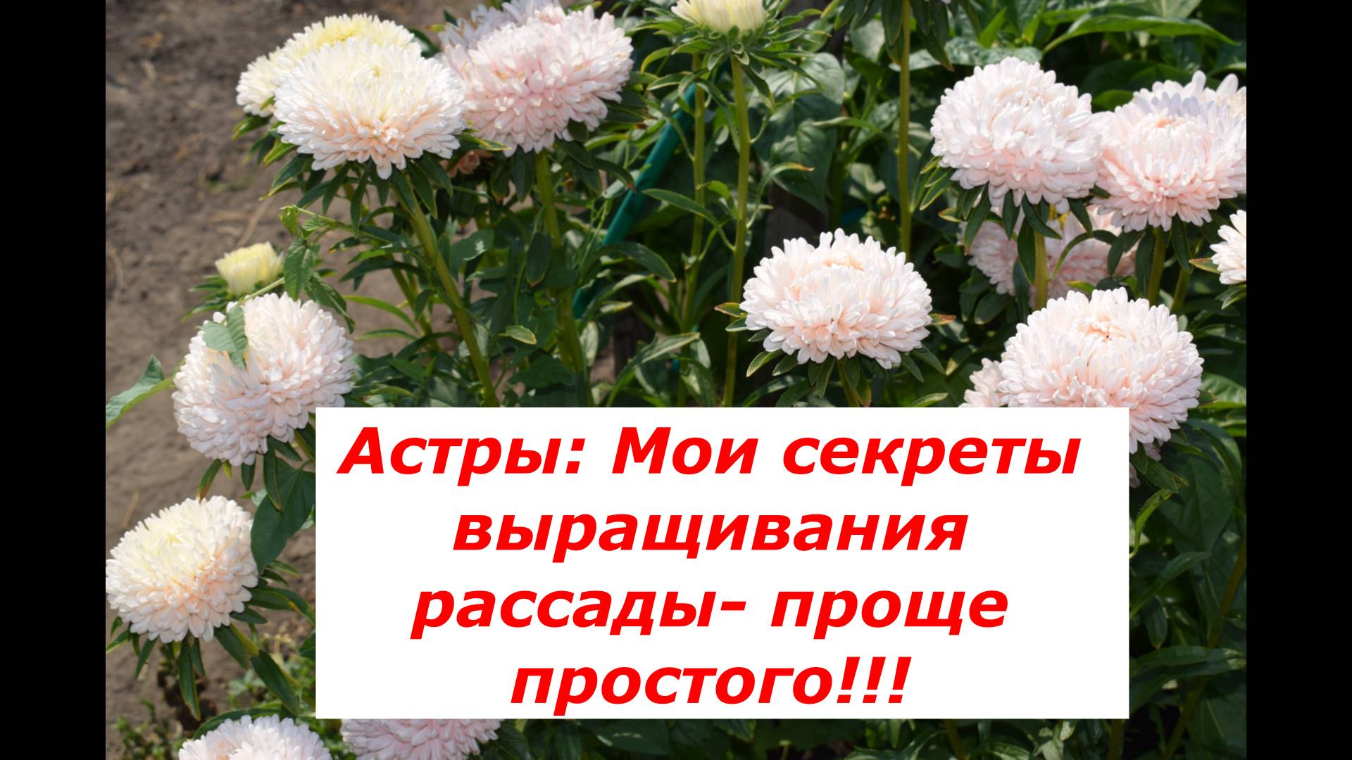 Астры: выращивание рассады и пикировка смотреть онлайн