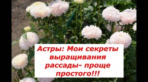 Астры: выращивание рассады и пикировка