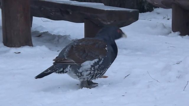 Глухарь на Перевале смотреть онлайн