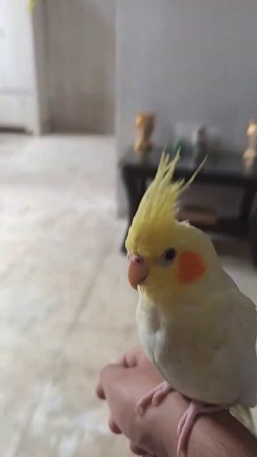 #cocktails #cocktail #cockatiel #xaomi #yellow #bird #training смотреть онлайн