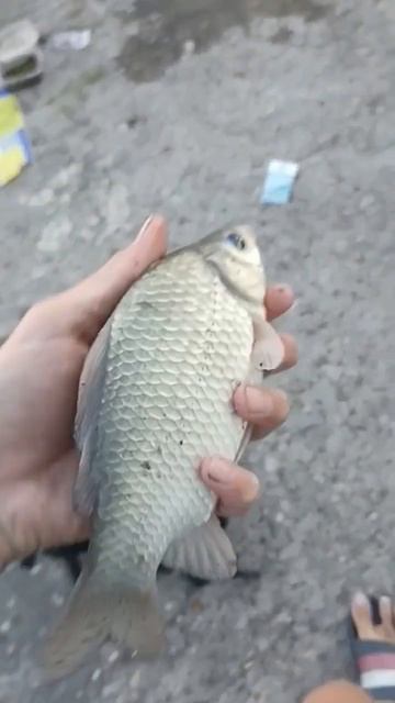 #рыбалочка #кайф #ростов #рыбалка #fish #fishing #окунь #судак #сом #carpfishing смотреть онлайн