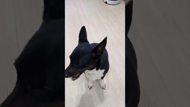 За лакомство что угодно:) Рика подает пример Зайке🐶🐰🐰 смотреть онлайн