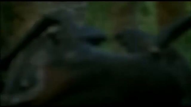 TRILOGY OF LIFE - Walking with Monsters & Prehistoric Park - "Arthropleura". M смотреть онлайн