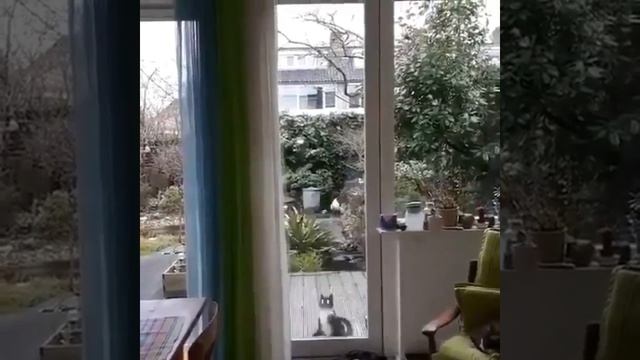 Прыгающий кот смотреть онлайн