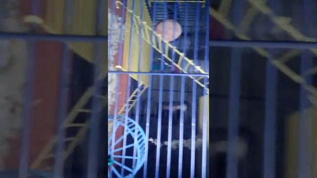 Мой первый ролик про хомяка смотреть онлайн