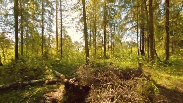Баня в ЛЕСУ (подготовка площадки) смотреть онлайн