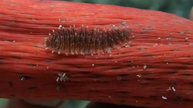 Polynoid worm on Holothuria edulis смотреть онлайн