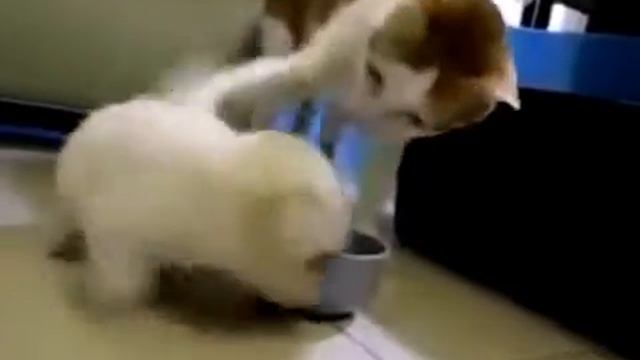 Смешной щенок и добрая кошка смотреть онлайн