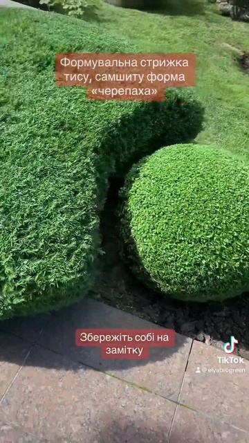 Топіарна стрижка самшиту та тису ідея для саду смотреть онлайн