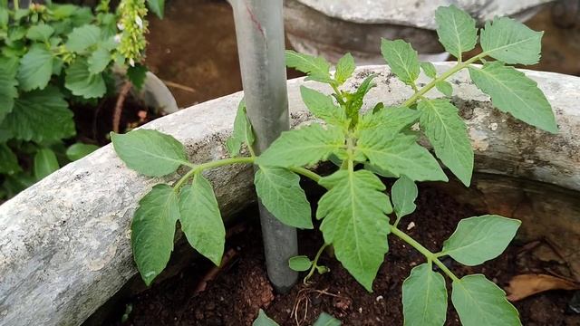 4#belajar menanam tomat di pot sama botol bekas смотреть онлайн