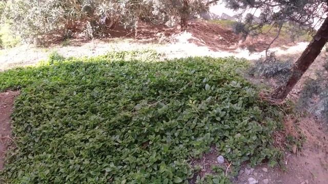 İzmir Çiğli Bahçede Geziyoruz Turkey 08.01.2021/Гуляем около дома смотреть онлайн