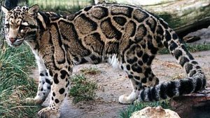 БОРНЕО. ДЫМЧАТЫЙ ЛЕОПАРД