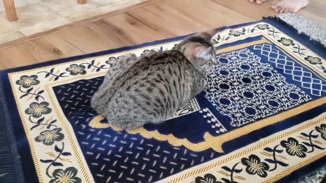 Cat Respect for Salah смотреть онлайн
