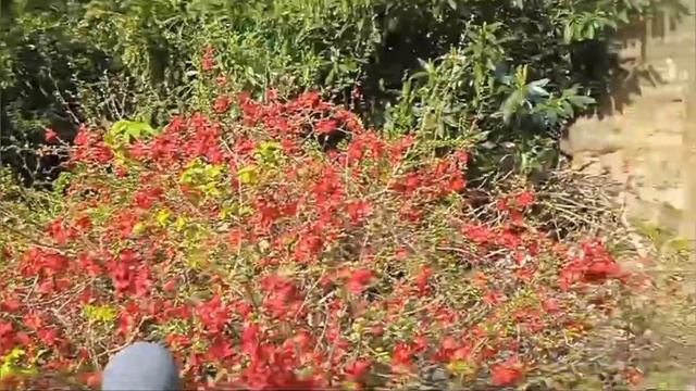 на пароме по Boden Sее на островцветов#путешествуем смотреть онлайн