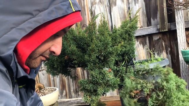 How to make bonsai from air layer - Shimpaku juniper air layer success смотреть онлайн