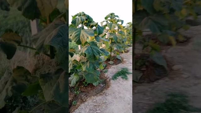 Павловния Сарыагаш смотреть онлайн