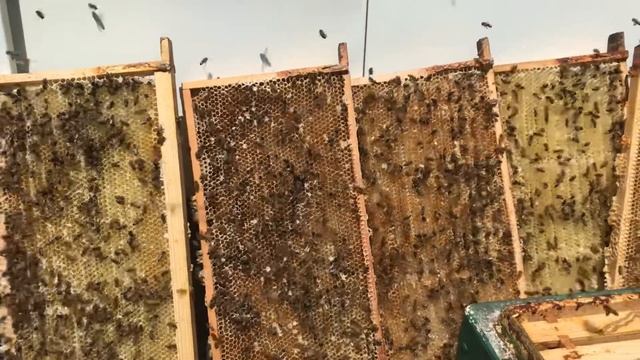 РЕЛАКС ЦЕЛИТЕЛЬНЫЙ ЗВУК ПЧЁЛ смотреть онлайн