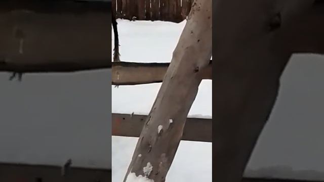 бык филя на мясо 🍖 смотреть онлайн