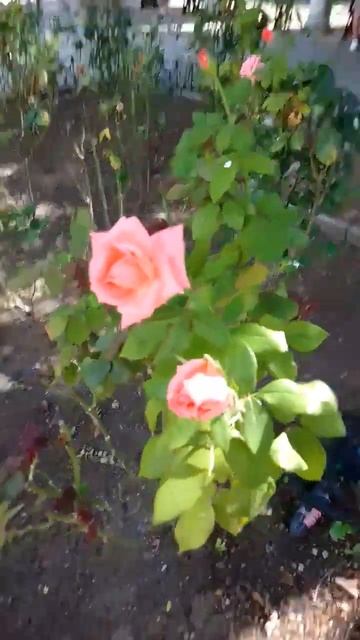 Она любила розы ..я тоже люблю розы!!!! смотреть онлайн