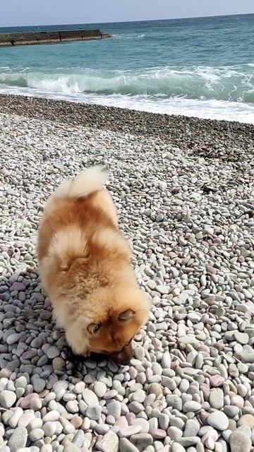 Мирочка на пляже 🥰 смотреть онлайн