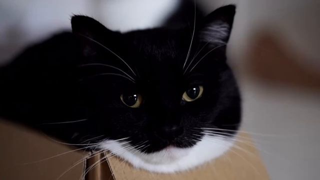 Maxwell The Cat 😸 Video