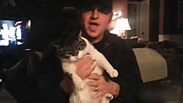 Смешные кошки 2015 ч 1 смотреть онлайн