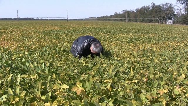 СОЯ СОРТ ХМЕЛЬНИЦКАЯ смотреть онлайн