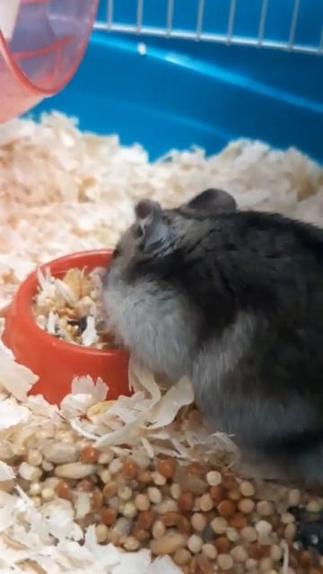 Хомяк зевнул😂❤