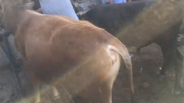 6 ОЙЛИК БУКА 7 400 000 СОТИЛДИ смотреть онлайн