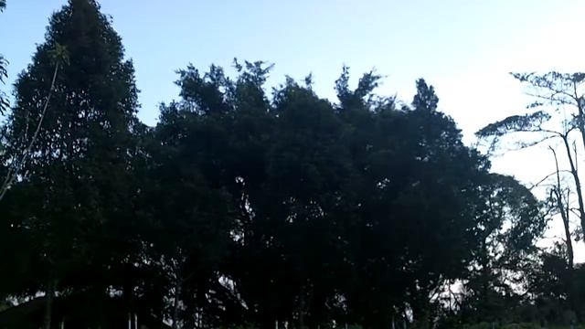 Очень странные птицы смотреть онлайн