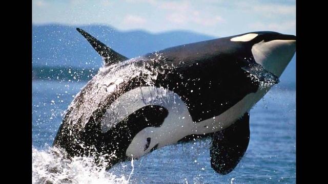 Iles - Killer Whale! Невероятно Красивая и Мощная Музыка для Релакса! смотреть онлайн