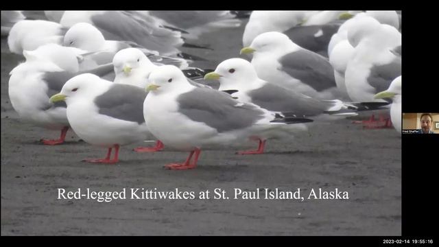Gulls of North America - Fred Shaffer (2/14/2023) смотреть онлайн