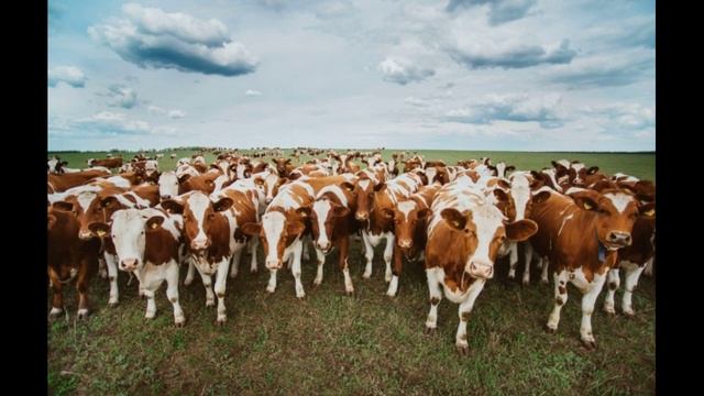 Животноводство в России смотреть онлайн