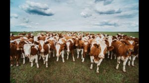 Животноводство в России