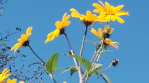 МК // Кардиган НЕБЕСНЫЙ❤️