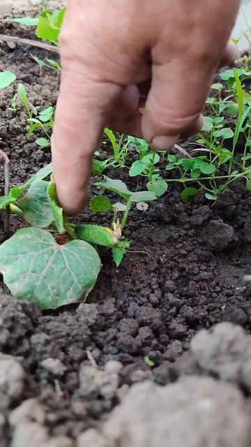 байка о первых огурцах. смотреть онлайн