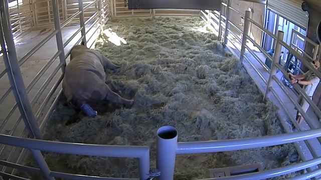 Live Rhino Birth - Edward Enters the World смотреть онлайн