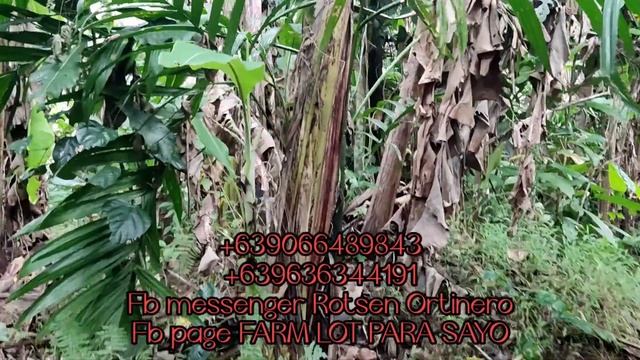 AFFORDABLE FARM LOT FOR SALE - NAGCARLAN, LAGUNA more or less 20,000sqm смотреть онлайн