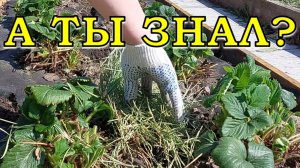 ВСЕ о ЗЕМЛЯНИКЕ:  чистка, обрезка, подкормка ВЕСНОЙ🍓🍓🍓