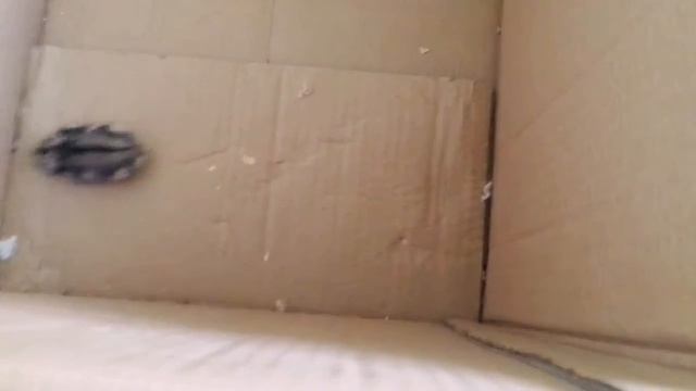 Переселение хомяка Сантиса в новую клетку 🐹 смотреть онлайн